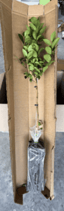 brite leaf lime tree inside box