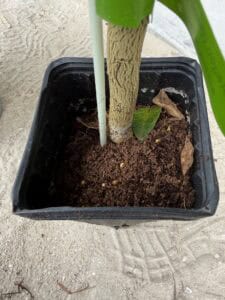 brite leaf healthy lime tree stem