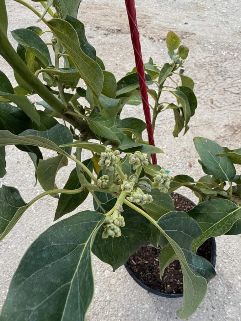 flowers on young transplated avocado