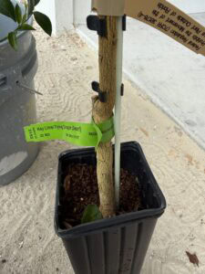 brite leaf flying dragon dwarf lime tree