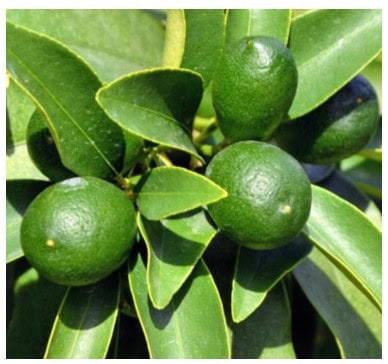 thornless key lime example