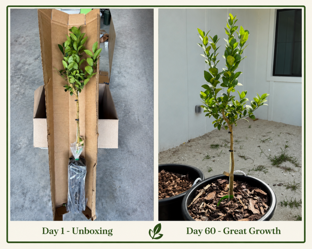 brite leaf lime tree 60 days of growth